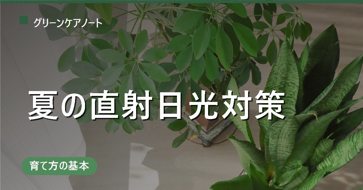 観葉植物に夏の直射日光は当ててもいい？NG判定と置き場所の対策