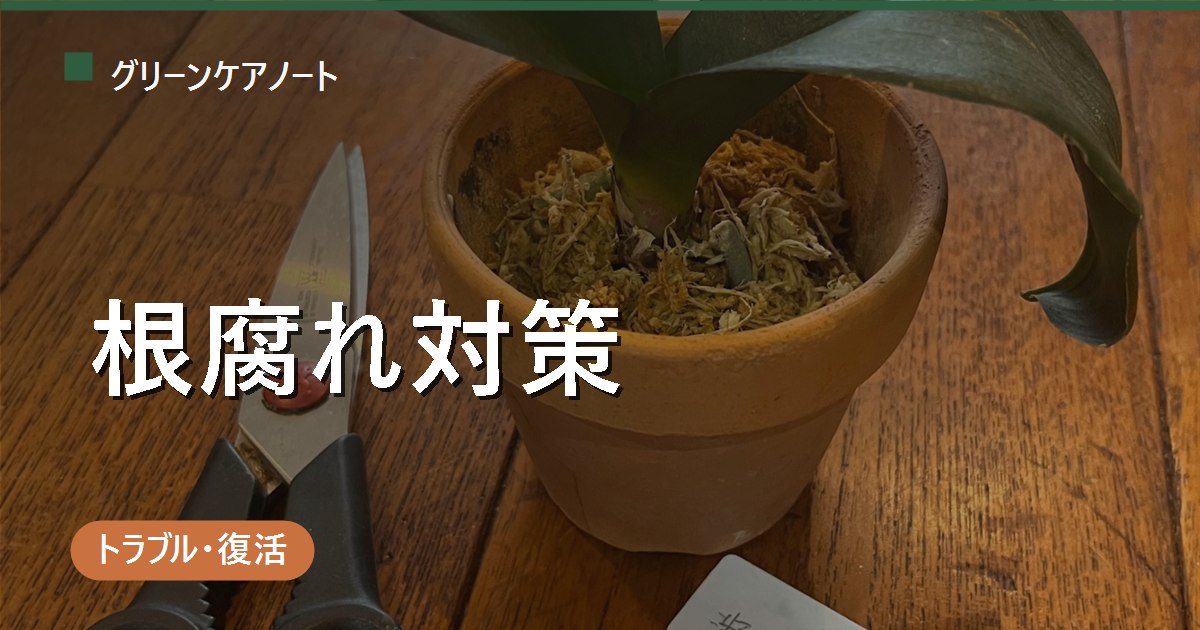 観葉植物の根腐れ対策｜サインの見分け方から立て直し手順・再発防止まで