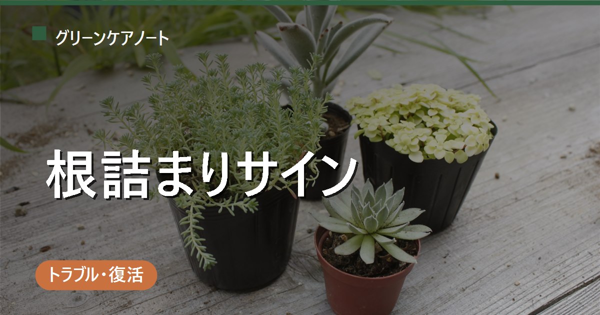 観葉植物の根詰まりサインとは？チェックリストと植え替え時期の見分け方