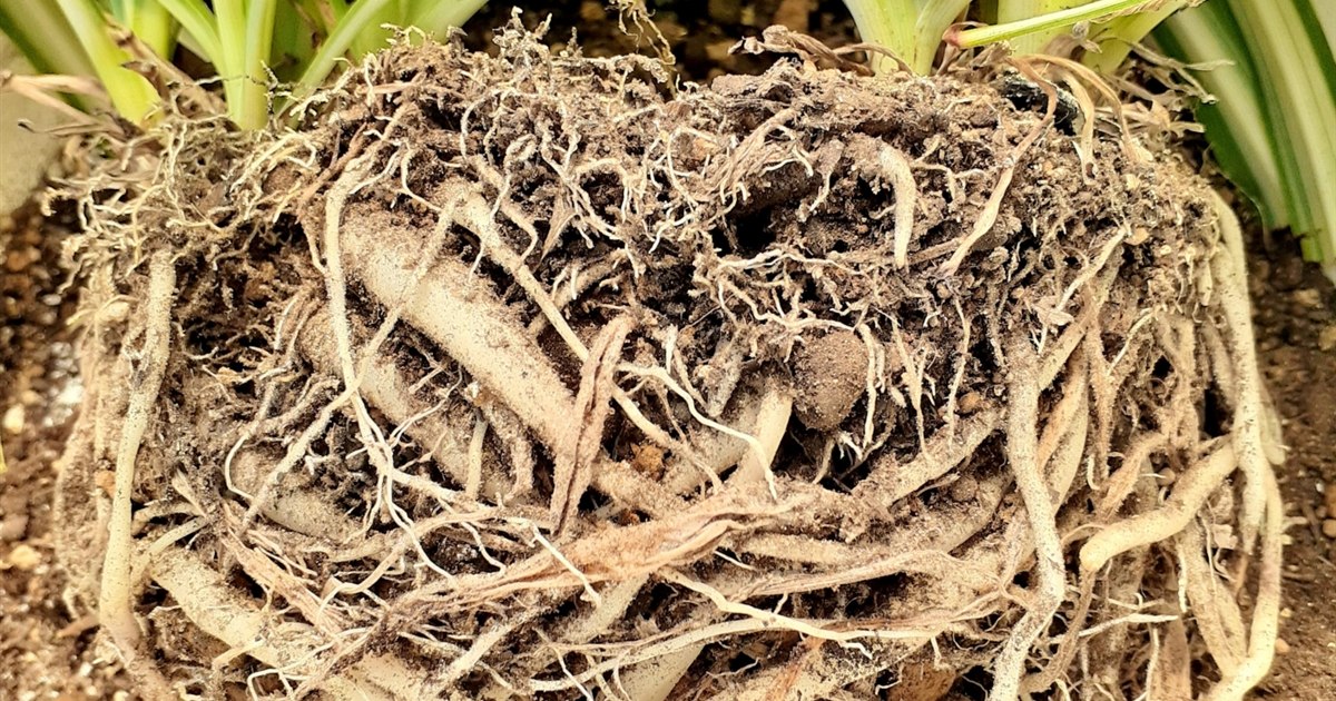 鉢から抜いた観葉植物の根がびっしり回っている様子
