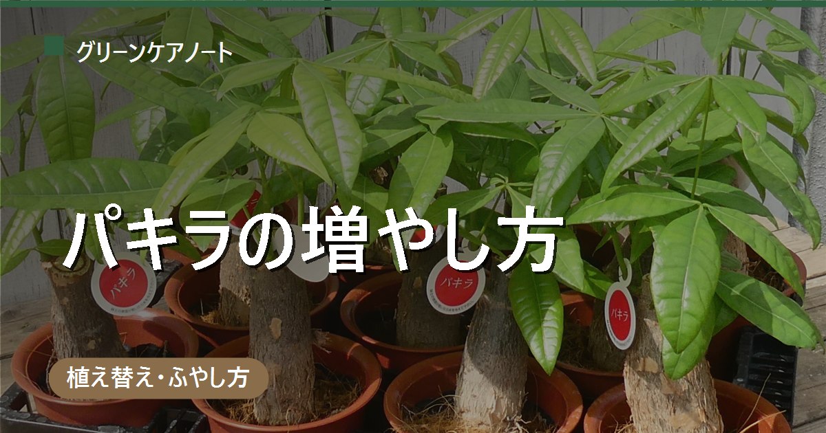 パキラの増やし方｜挿し木の切る位置・水挿しの手順と発根までの日数
