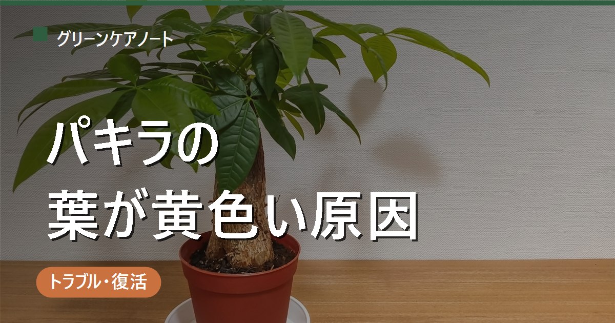 パキラの葉が黄色い原因は？水やり・寒さ・日光を症状別に見分ける対処法