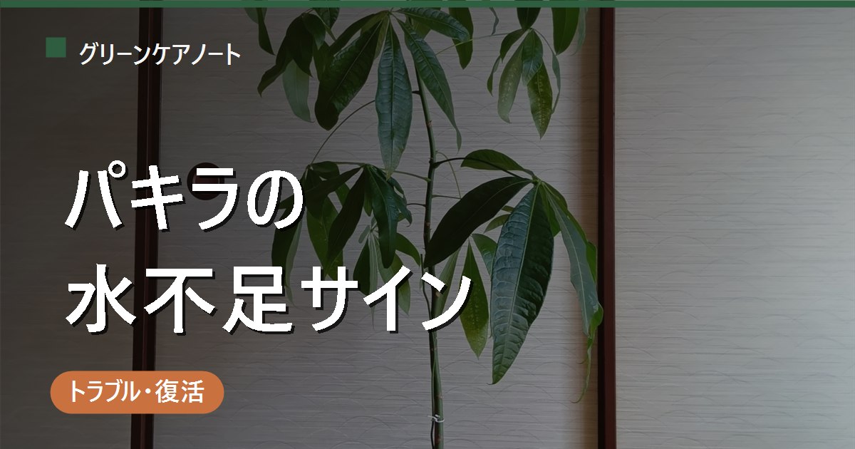 パキラの水不足サイン｜葉のしおれ・葉先茶色・幹のしわの見分けと復活手順