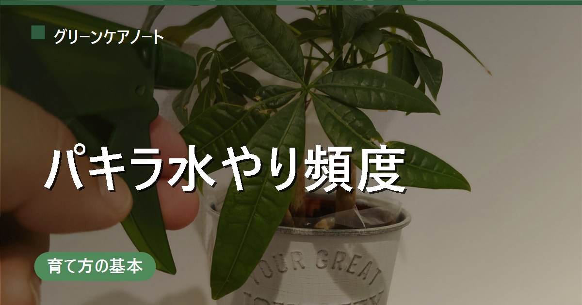 パキラの水やり頻度｜春夏は乾いたらすぐ・冬は乾いてから2〜3日後が目安