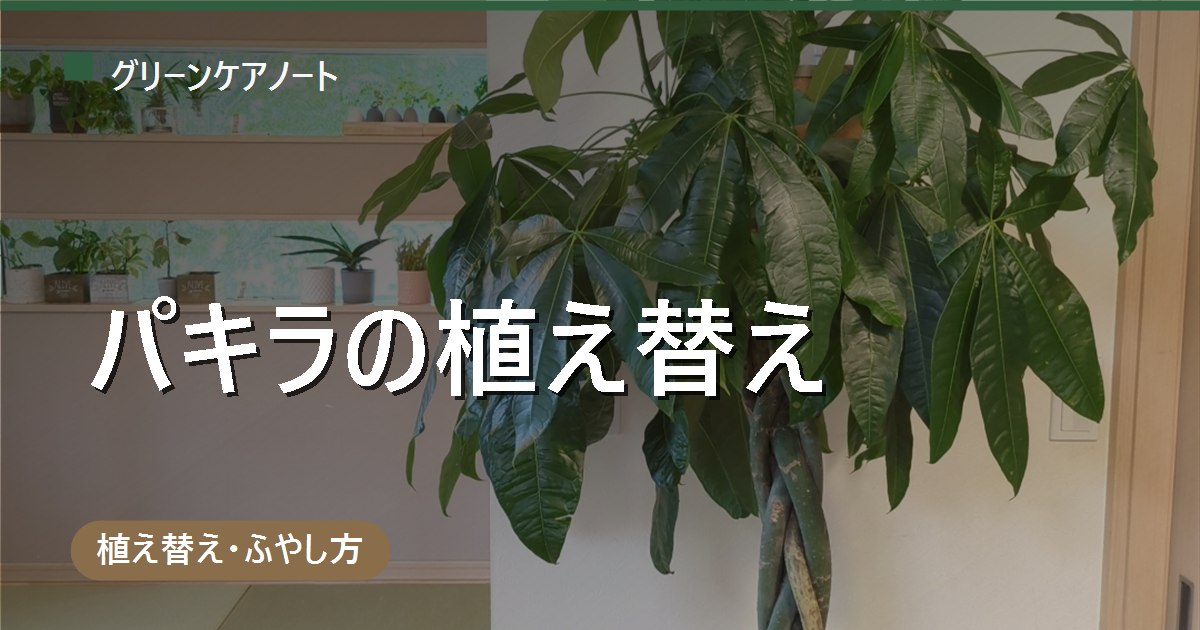 パキラの植え替え時期は？編み込み株・実生と挿し木で変わる根鉢の扱い方