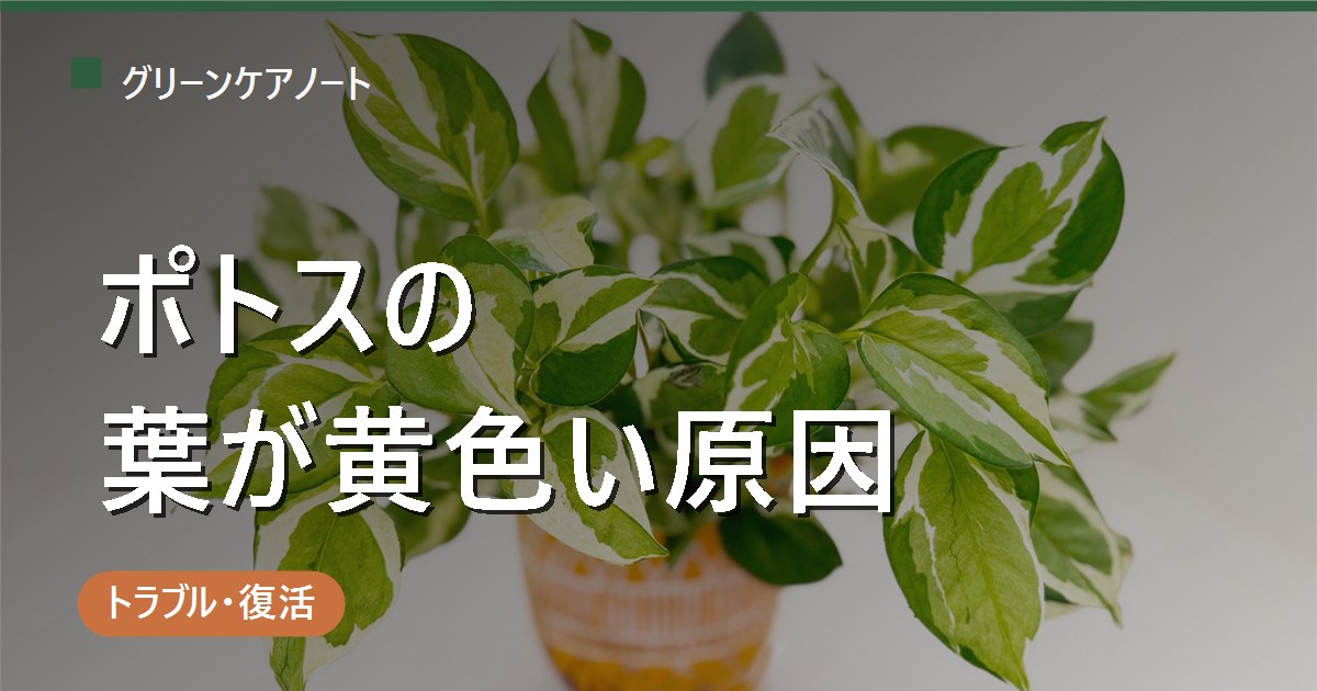 ポトスの葉が黄色い原因は？水・光・寒さを症状別に見分けて対処する方法