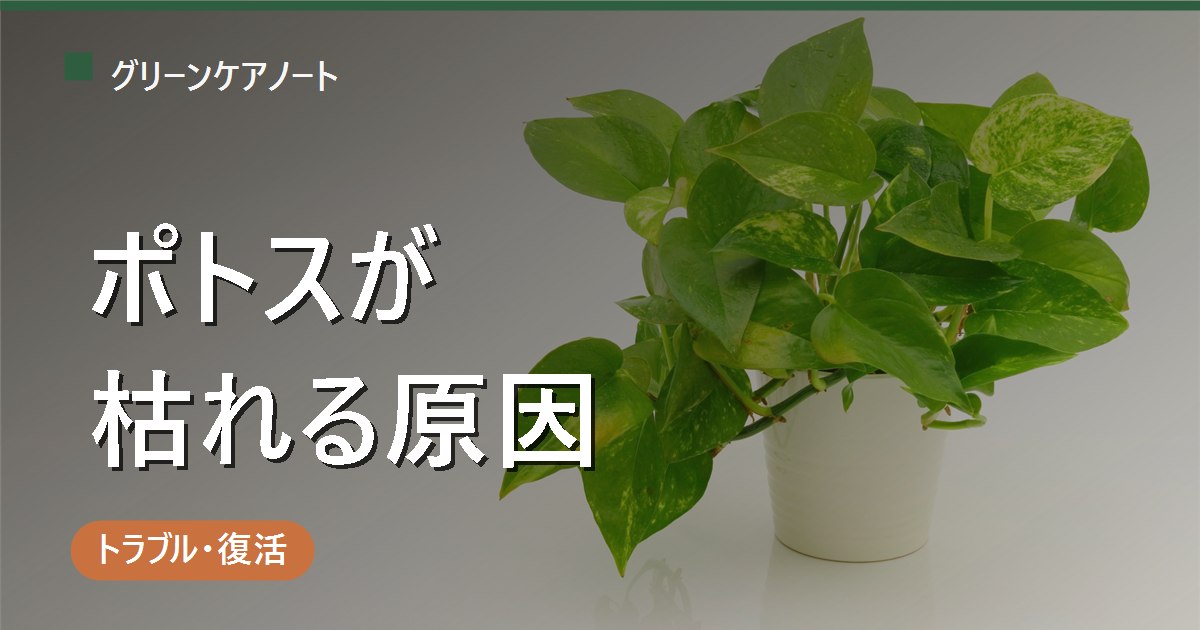 ポトスが枯れる原因6つ｜症状別チェック表で切り分けて復活させる対処法