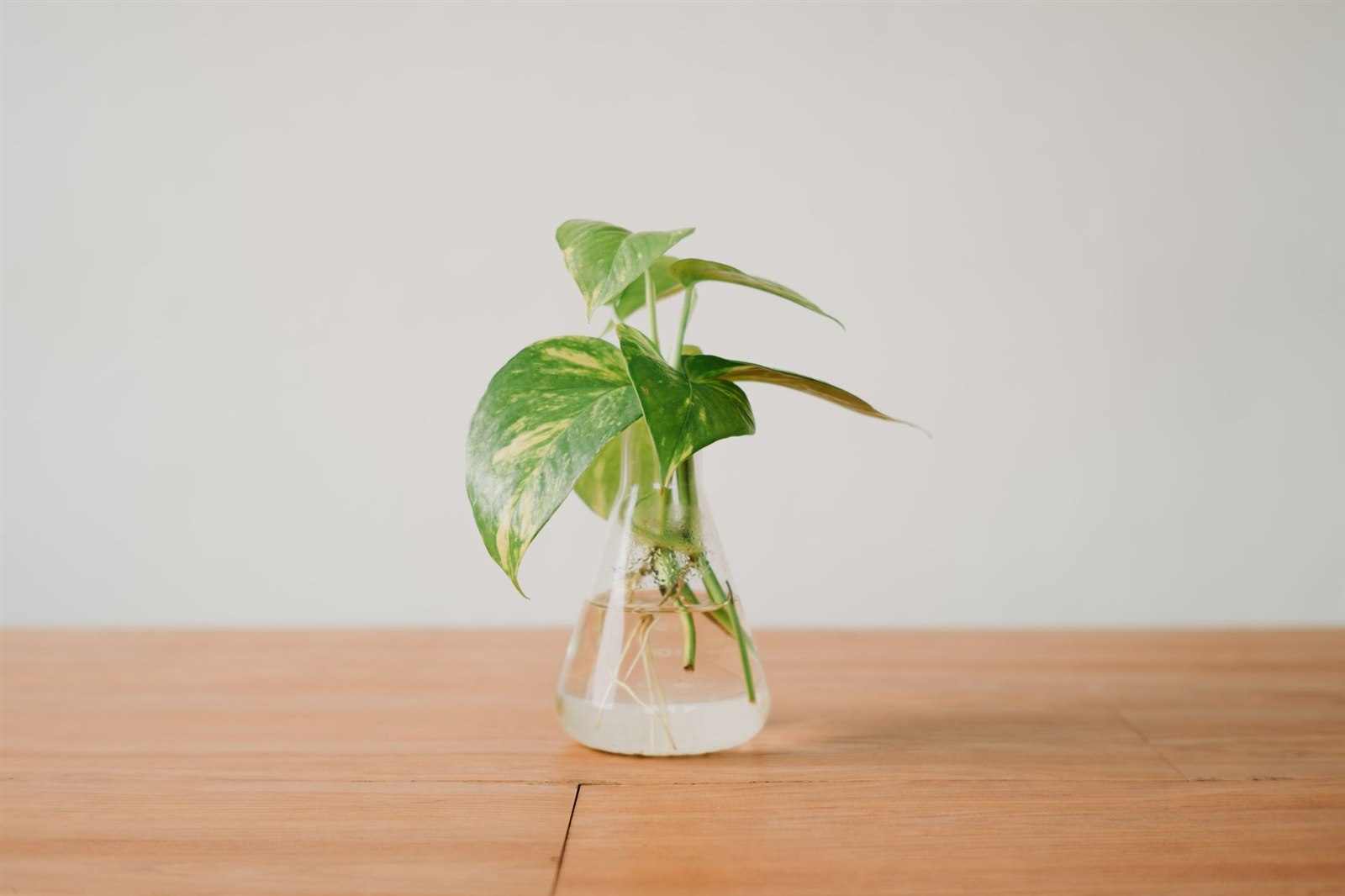 三角フラスコの水に挿した斑入りのポトスの切り茎。水の中で茎から白い根が伸びている