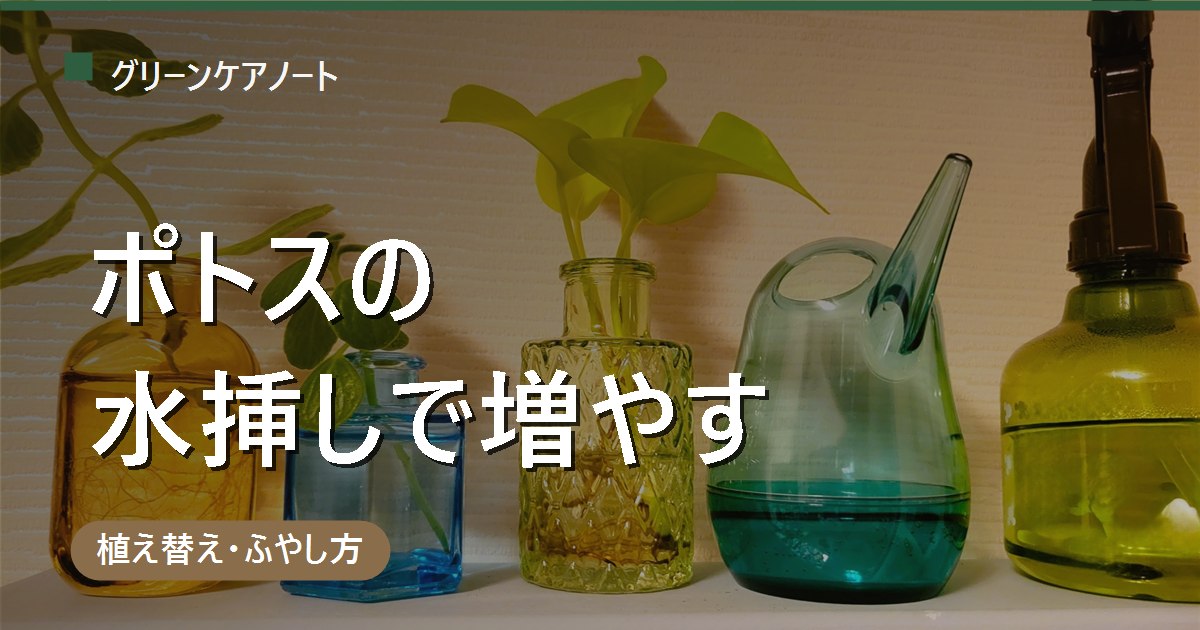 ポトスの増やし方は水挿しが一番かんたん｜節から根を出す手順と失敗しないコツ