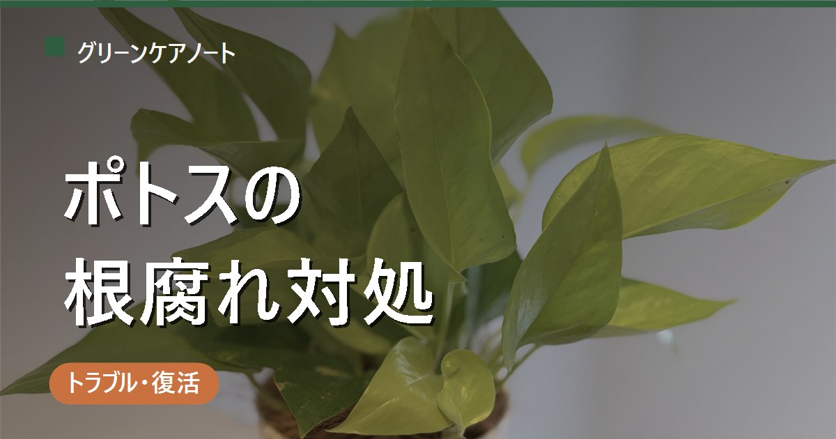 ポトスの根腐れ｜黒い茎・下葉の黄変を見分けて水挿しで復活させる対処法