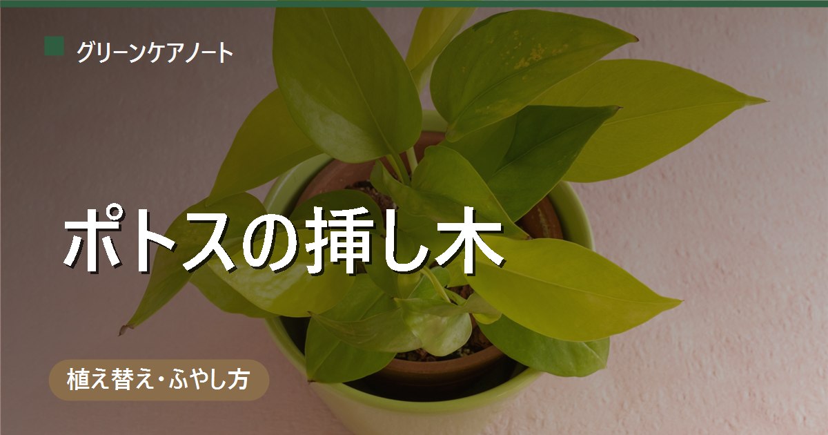 ポトスの挿し木（土挿し）の時期は5〜9月・最適6〜7月｜水挿しとの違いと手順