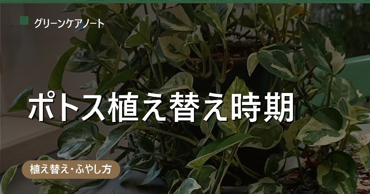 ポトスの植え替え時期は5〜7月｜成長旺盛で根詰まりが早い理由と手順