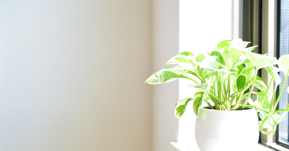 鉢植えのポトスの葉とつるのクローズアップ