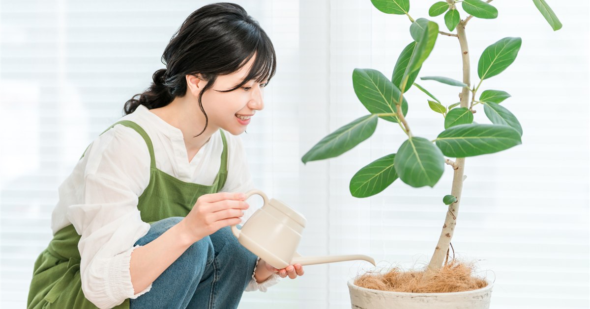 ジョウロで観葉植物の株元にたっぷり水やりをしている様子