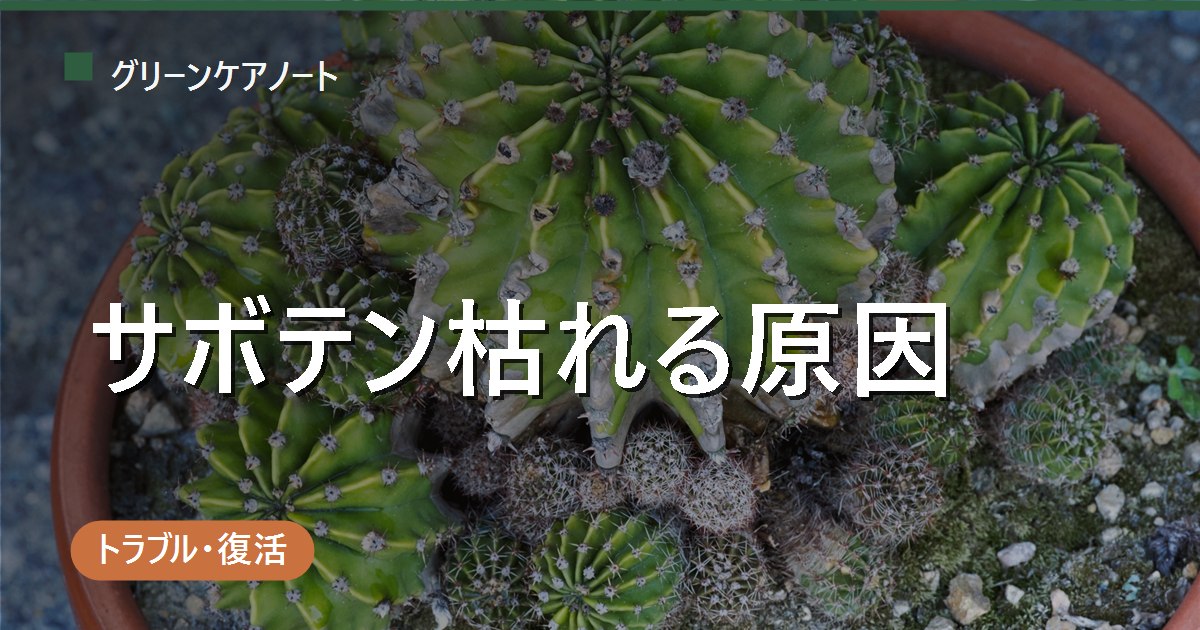 サボテンが枯れる原因｜しわしわ・ぶよぶよ・茶色く固いを見分ける