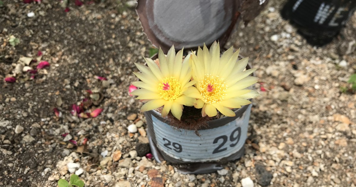 鉢植えのサボテン