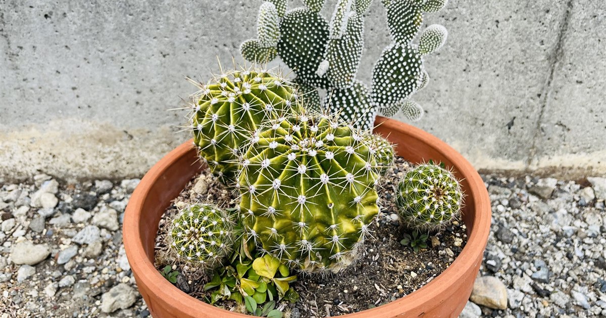 鉢植えのサボテンに水やりをしている様子