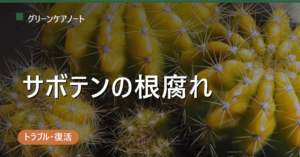サボテンの根腐れ｜見分け方と胴切りでの対処・復活手順