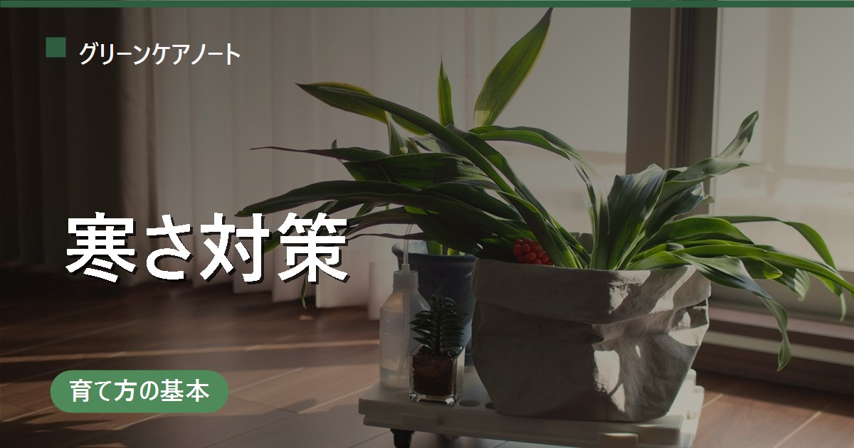 観葉植物の寒さ対策｜耐寒温度の目安と鉢カバー・保温グッズで冬の冷えから守る方法