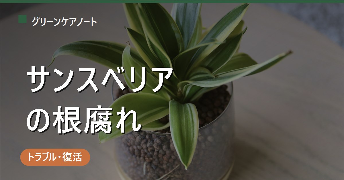 サンスベリアの根腐れ｜葉がブヨブヨ・倒れるサインと復活手順・冬の水やり