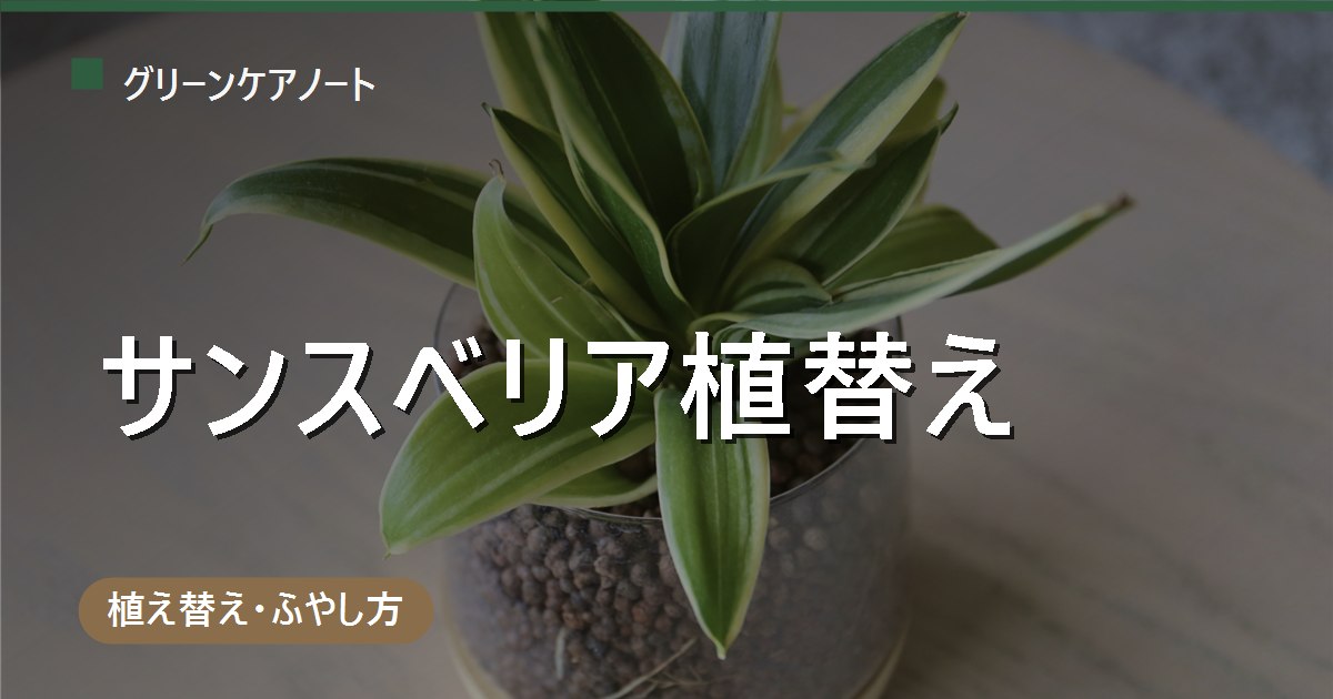サンスベリアの植え替え時期｜適期は5〜8月・頻度2〜3年に1回