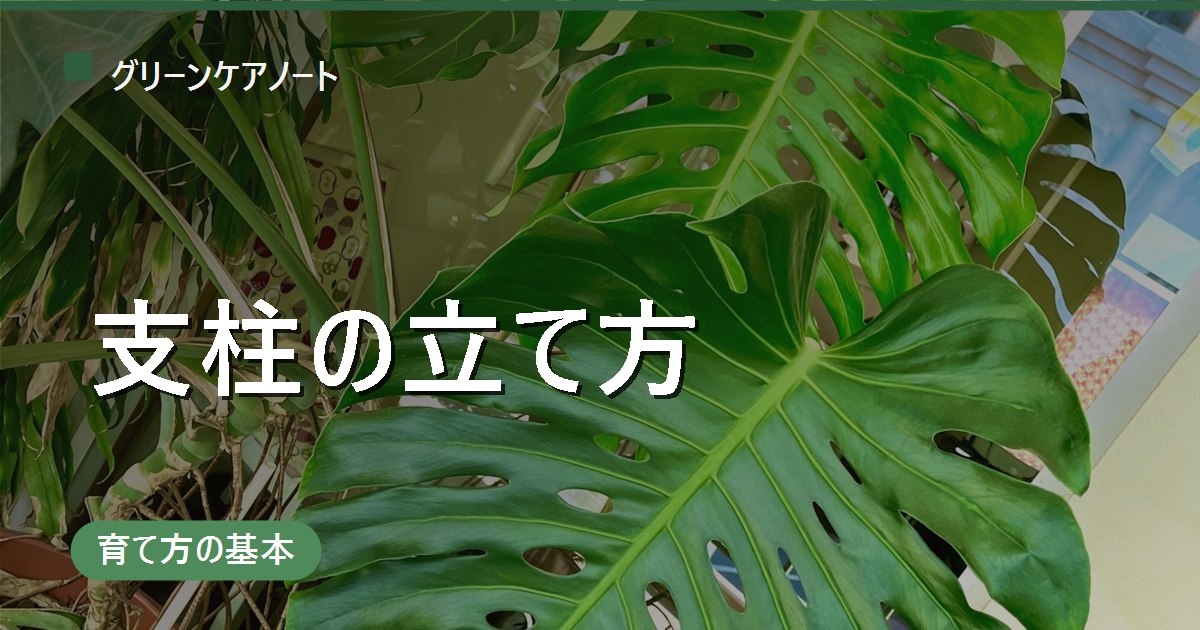 観葉植物の支柱の立て方｜種類の選び方と倒れないコツ