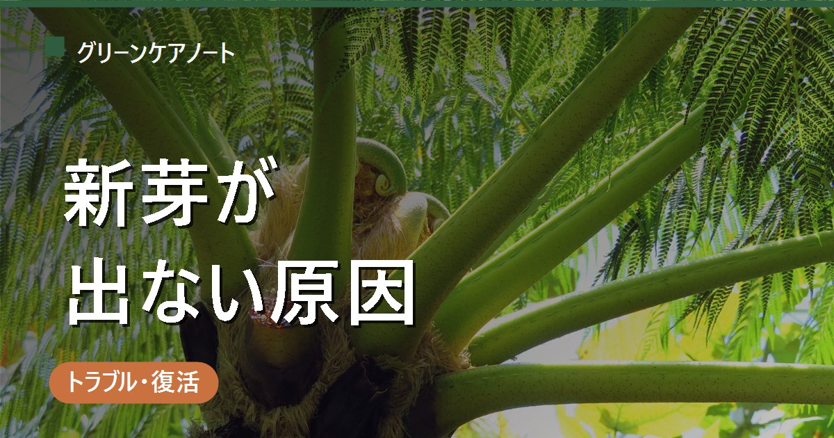 観葉植物の新芽が出ない原因は？季節別チェックと6つの対処法【まず休眠期を疑う】