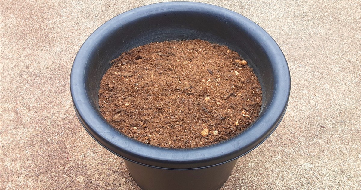 処分を控えた観葉植物の鉢と土