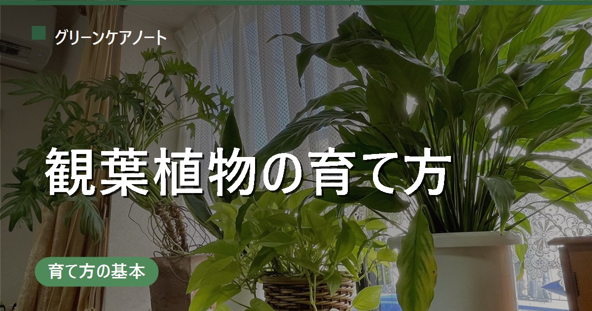 観葉植物の育て方【完全ガイド】水・光・置き場所・季節管理・肥料の基本まとめ
