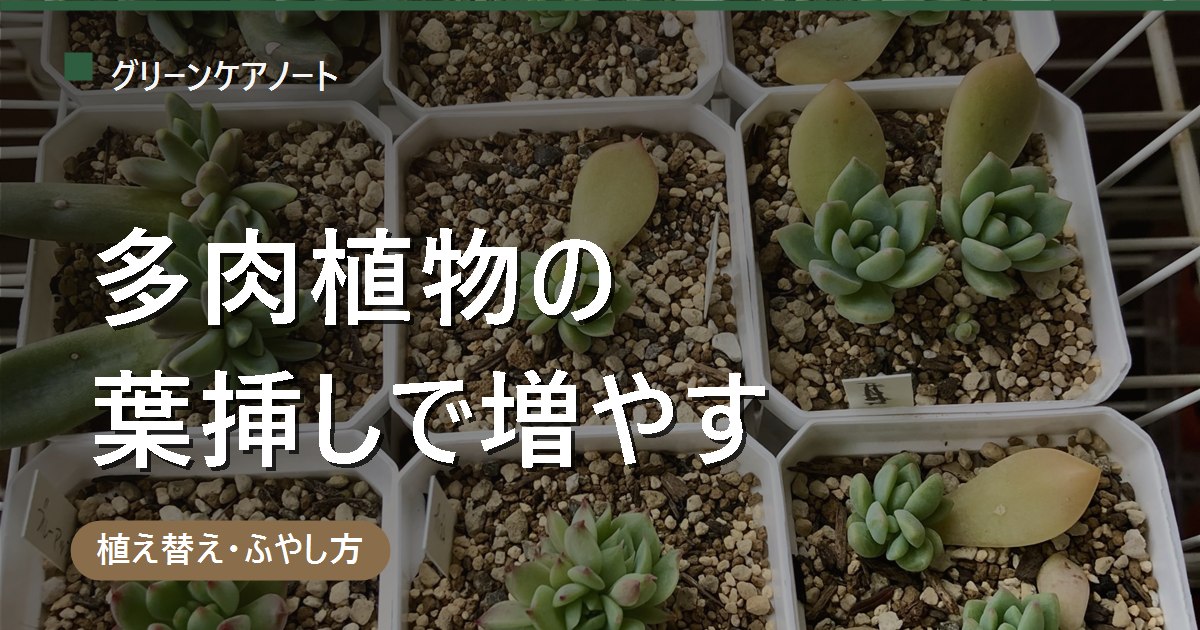 多肉植物の増やし方｜葉挿しのやり方・根が出るまでの日数と失敗しないコツ