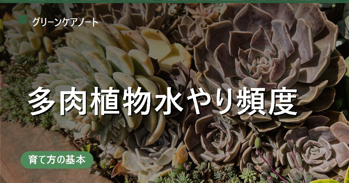 多肉植物の水やり頻度｜春秋型・夏型・冬型で「あげる時期」がまったく違う理由