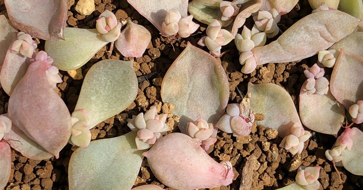 ぷっくりした葉の多肉植物の鉢に水やりをしている手元のクローズアップ