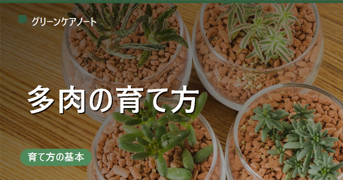 多肉植物を室内で育てる方法｜徒長・蒸れを防ぐ置き場所と季節管理