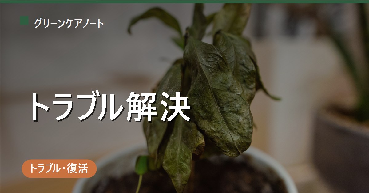 観葉植物のトラブル解決ガイド｜元気がない・枯れそうな時にまず読む完全早見表