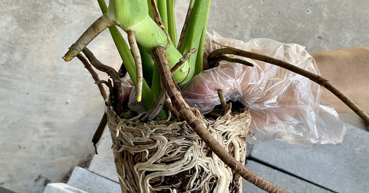 植え替えのために鉢から抜いた観葉植物の根鉢を手に持っているところ