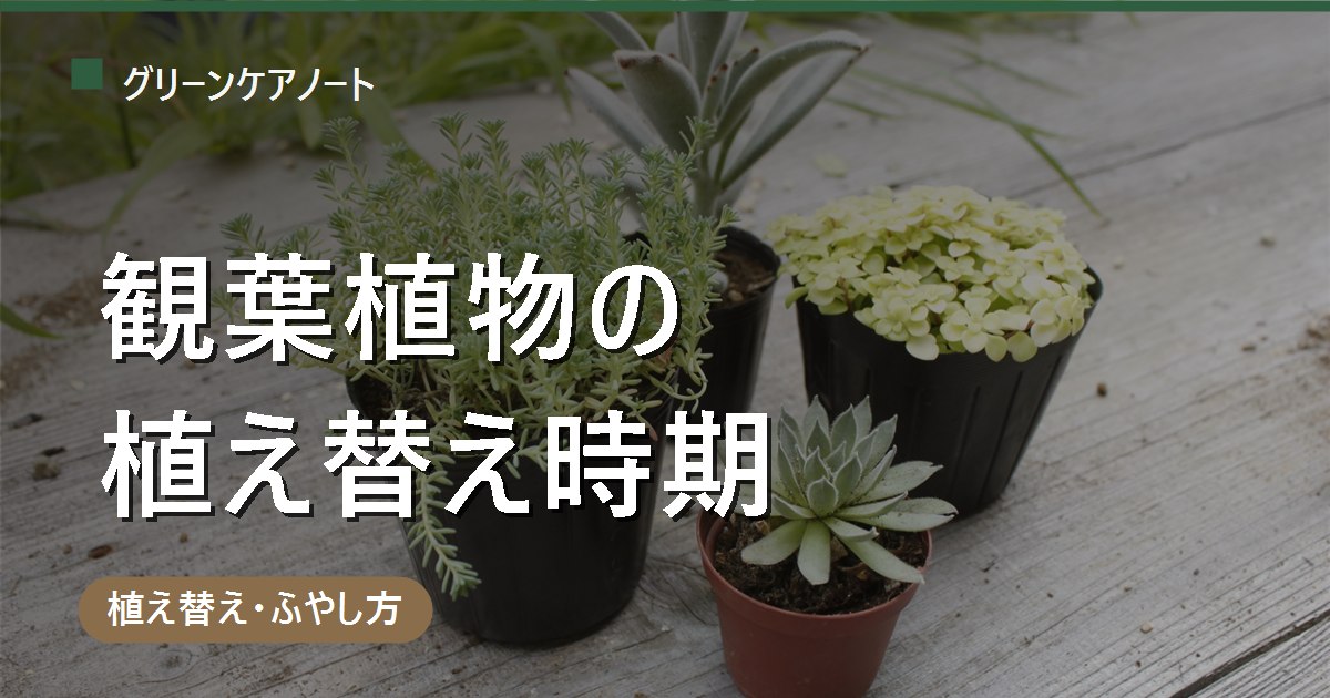 観葉植物の植え替え時期｜適期は5〜9月・頻度2〜3年に1回【サインと鉢サイズ早見表】