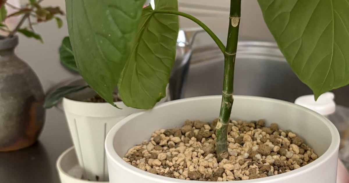 白い鉢に植えたウンベラータの株元。粒の大きい用土から緑色の幹が立ち、幹に節の跡が並んでいる