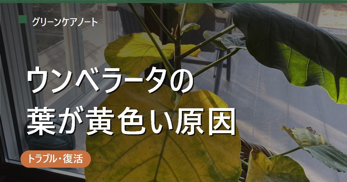 ウンベラータの葉が黄色くなる原因は？季節と位置で見分ける対処法