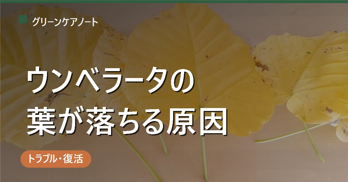 ウンベラータの葉が落ちる原因は？冬の落葉と環境変化の対処法