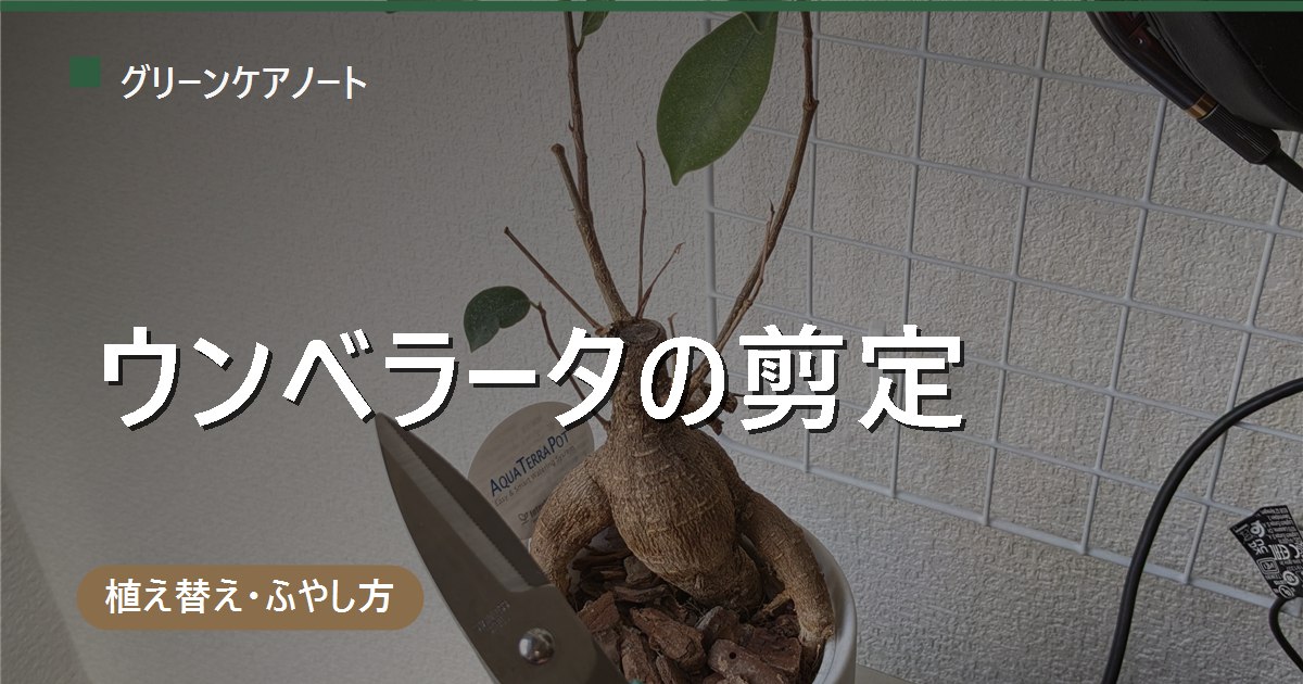 ウンベラータの剪定はどこを切る？Y字にする切り方と失敗しない時期