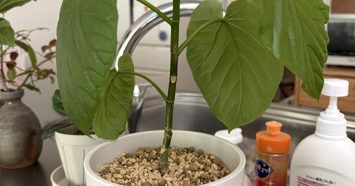 白い鉢に植えられたウンベラータの株全体