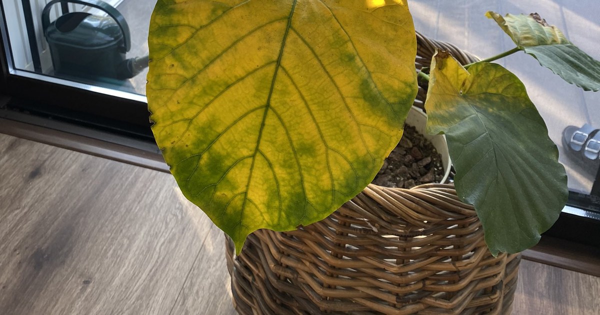 籐のかごに入れた鉢植えのウンベラータ。手前の大きな葉が葉脈のまわりに緑を残して黄色く変色し、右上の葉は先が茶色くなっている