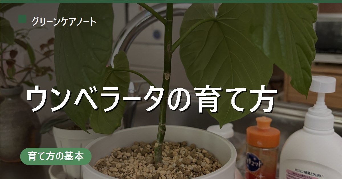 ウンベラータの育て方｜置き場所・水やり・剪定・植え替えの基本
