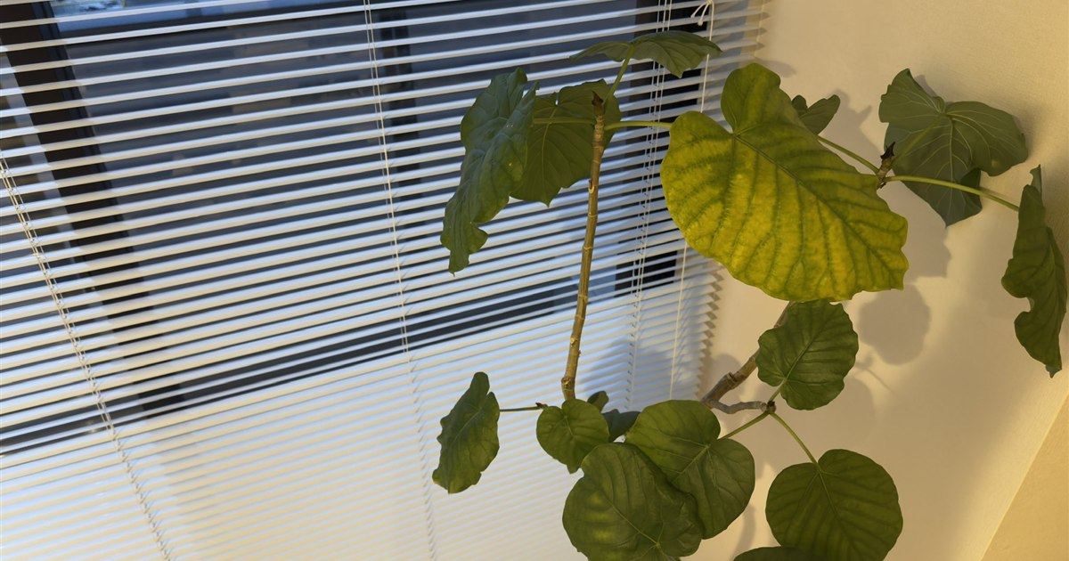 室内で育てられているウンベラータの枝とハート形の葉